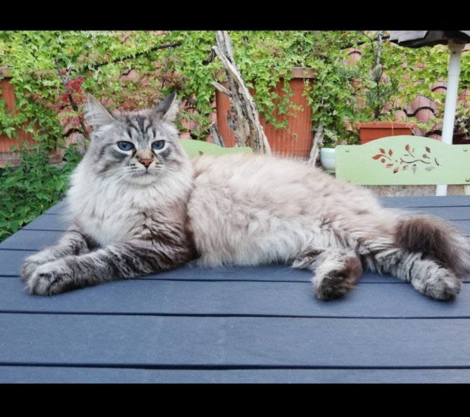 Merlino non si trova, l’appello dei padroni per ritrovare il loro amato gatto