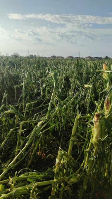 Coldiretti fa un primo bilancio dei danni all’agricoltura, anche in Brianza