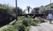 Ornago duramente colpita dal maltempo: crolla un grosso albero, bloccata la via centrale