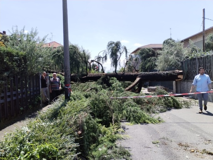 Ornago duramente colpita dal maltempo: crolla un grosso albero, bloccata la via centrale