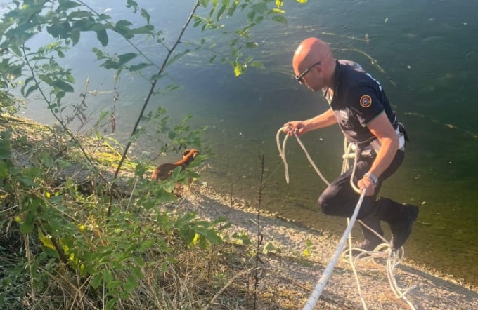 Cagnolino rischia di cadere nel Villoresi a Limbiate, salvato da un agente