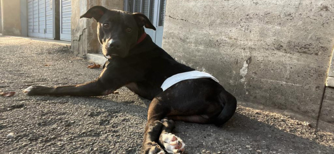 Addio piccolo Franklin, mascotte del canile. La commovente lettera della volontaria