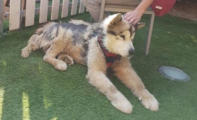 Trovano il cane morto in giardino dopo la “visita” dei ladri