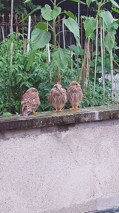 Una famiglia di gheppi trova casa a Meda