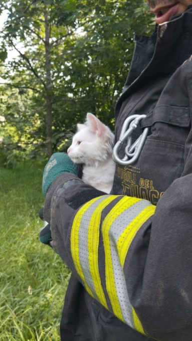 Gattino sull’albero salvato dai Vigili del Fuoco