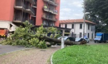 A Desio grosso albero cade all'improvviso e blocca la strada: sul posto pompieri e Polizia Locale