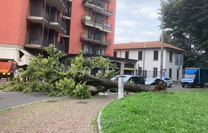 A Desio grosso albero cade all’improvviso e blocca la strada: sul posto pompieri e Polizia Locale