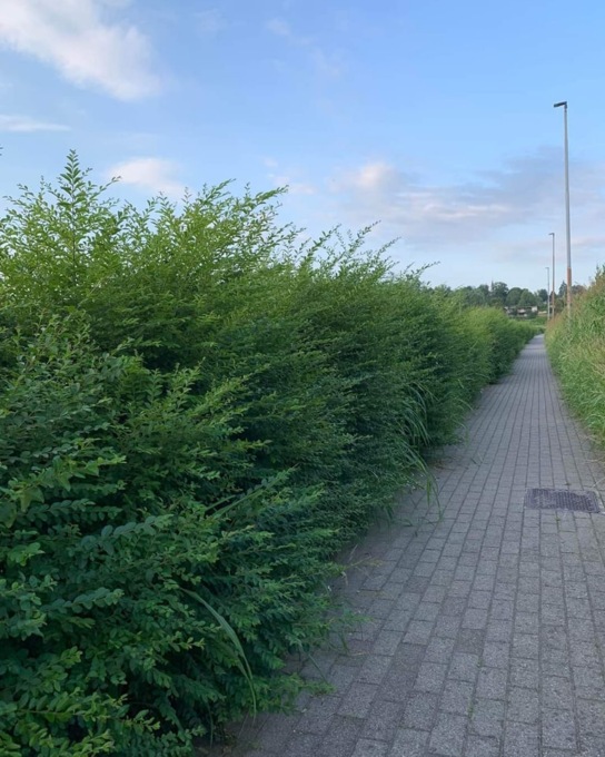 “Non lavora come si deve”: il Comune di Besana sanziona l’azienda che gestisce il verde