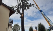 Il Comune di Mezzago "costretto" ad abbattere lo storico cedro di via Curiel