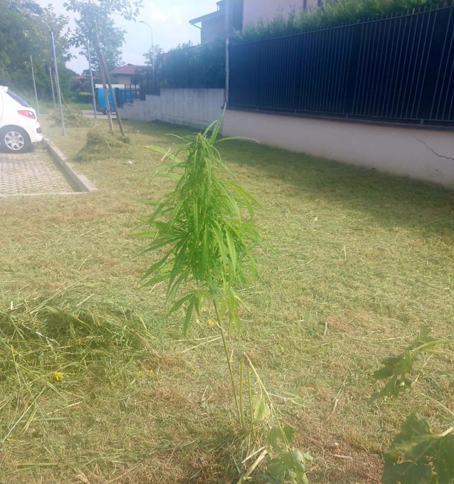 La marijuana cresce nell’aiuola comunale: sequestrata una piantina da vigili