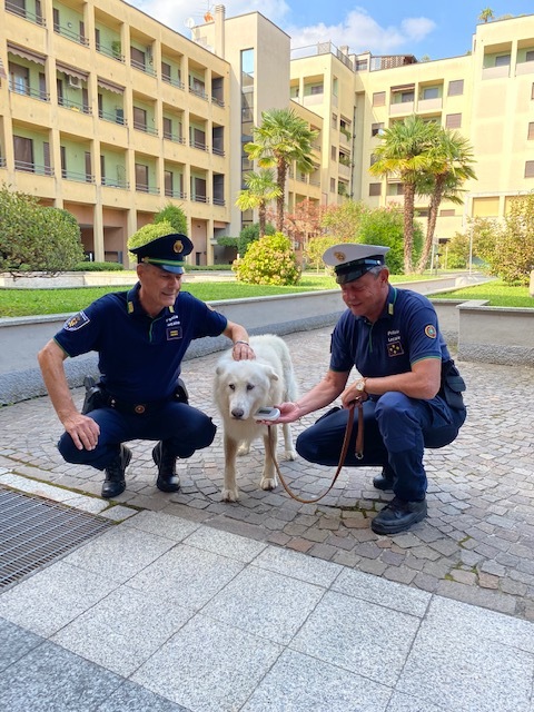 Un lettore di microchip per contrastare il randagismo e l’abbandono dei cani