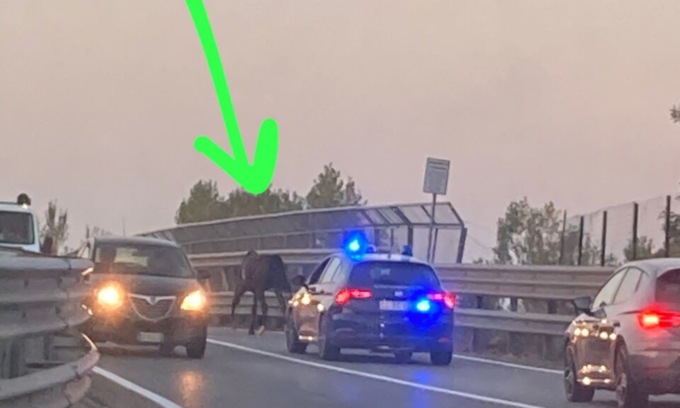Scappa da un maneggio e galoppa libero tra Trezzo e Grezzago