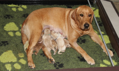 I cuccioli di labrador futuri cani guida cercano famiglie