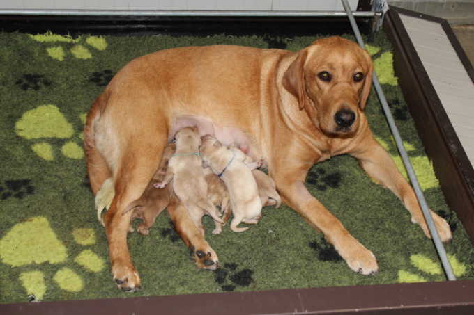 cuccioli di labrador