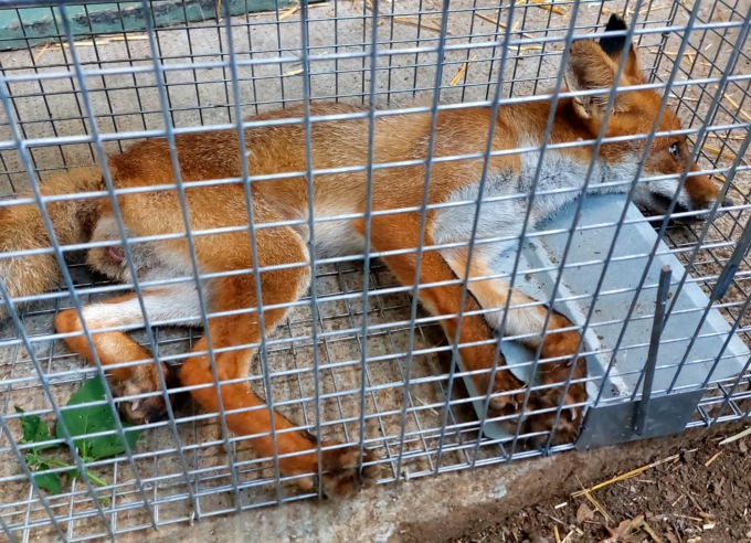Red, la giovane volpe delle Groane, è tornata libera nel Parco