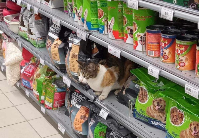 La gatta “Pallina”, da mascotte e star dei social… a problema