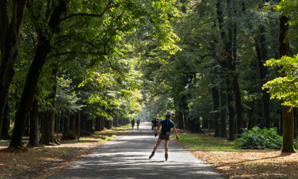 Un vigneto ornamentale nel Parco della Reggia di Monza