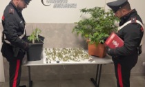 La marijuana appesa allo stendino e le piantine in casa: arrestato un 57enne
