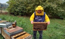 Lo studio pilota di Ats sulle api da salvare in Brianza