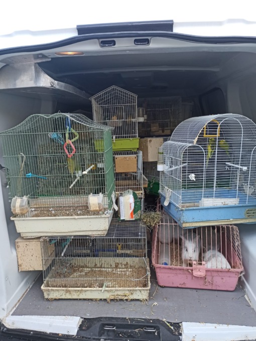 Galline in camera da letto, animali ovunque in casa: smantellata la “stalla” nella villetta