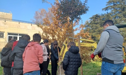 Ben 400 nuovi alberi a Monza, ecco dove si piantuma