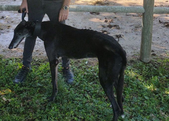 Azzannato da un cane senza guinzaglio