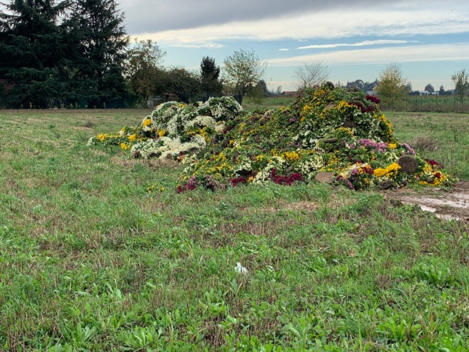 Una montagna di crisantemi scaricati in un campo