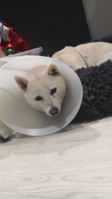 Cerca il padrone del cane che ha aggredito la sua shiba inu