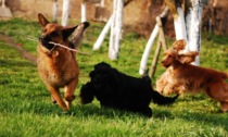 A Lazzate i primi proprietari di cani con il patentino grazie al corso gratuito