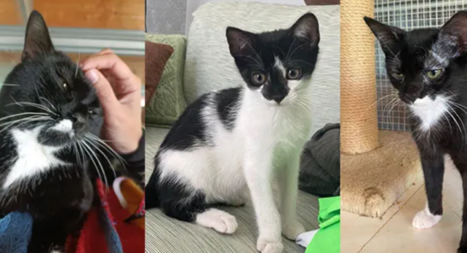 Soldato, Kowalski e Otto cercano un’adozione del cuore