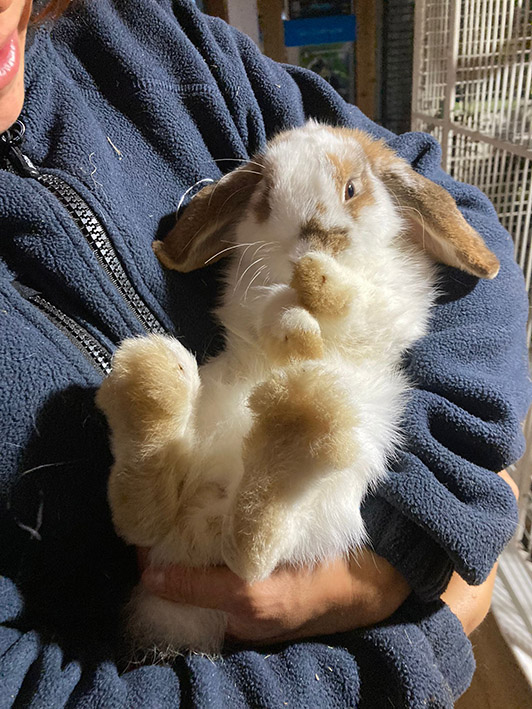 ayla appena recuperata