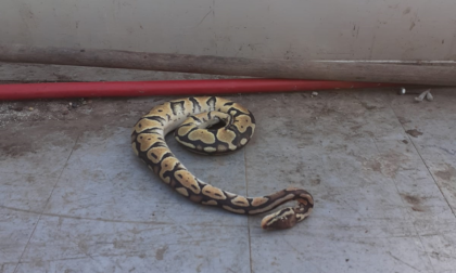 Trovato un pitone abbandonato al Parco