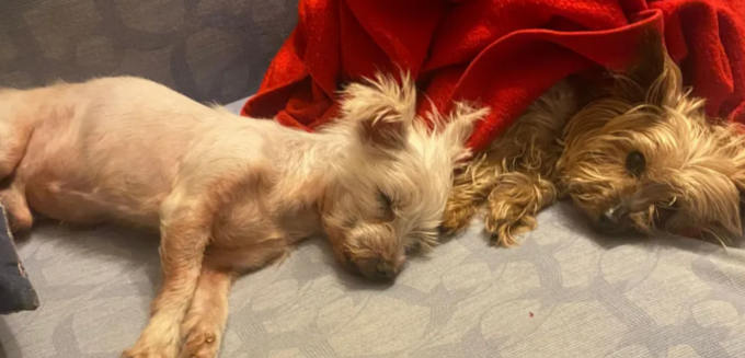 Un passato difficile e due anni in rifugio, per Cervino è arrivata la favola di Natale