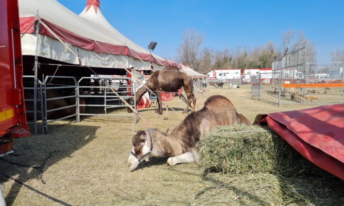 Arriva il circo e ritornano le polemiche: presidio degli animalisti a Villasanta