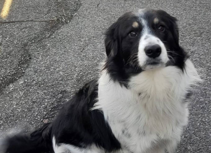 Cani in cerca di una famiglia, la nuova pagina web di Ats Brianza