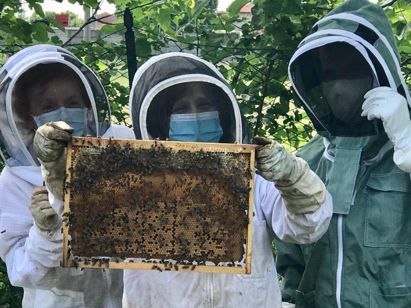 apicoltrici (foto repertorio)
