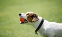 Collari antiparassitari: la scelta migliore per la salute del tuo cane in primavera