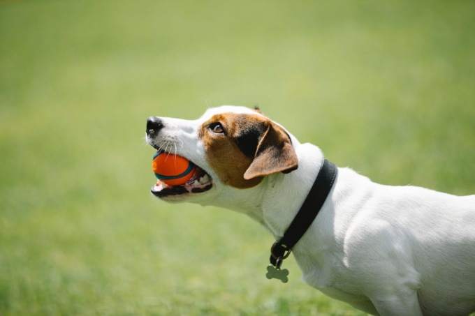 Collari antiparassitari: la scelta migliore per la salute del tuo cane in primavera