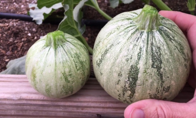 In edicola con i nostri giornali lo zucchino tondo di Nizza