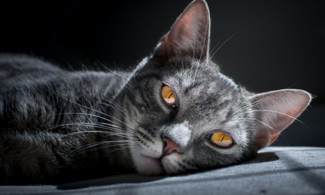 Festa del Gatto: inviateci le vostre foto. Le pubblicheremo sul giornale