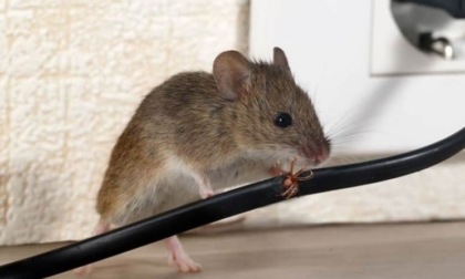 A Lentate topi danneggiano gli impianti elettrici a scuola e al Centro anziani