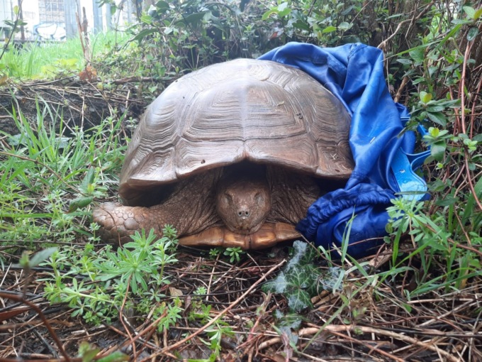 Testuggine morta abbandonata in un parcheggio