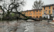 Albero crollato in piazza Cambiaghi: chiusa la strada