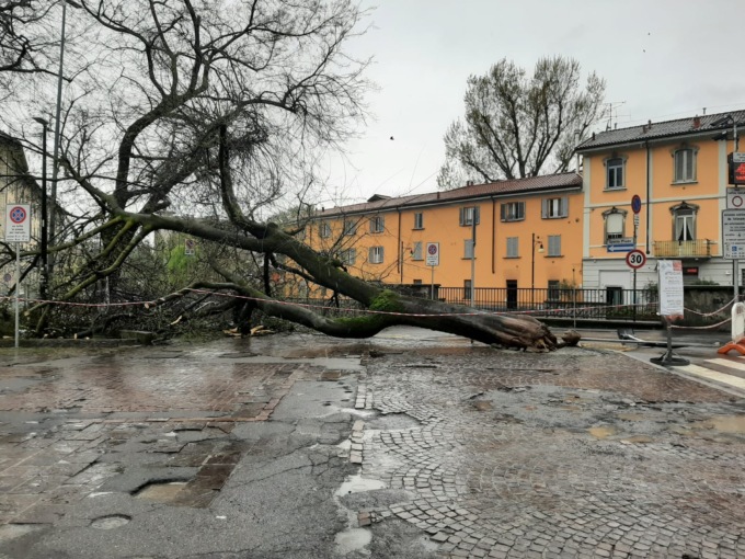 Albero crollato in piazza Cambiaghi: chiusa la strada