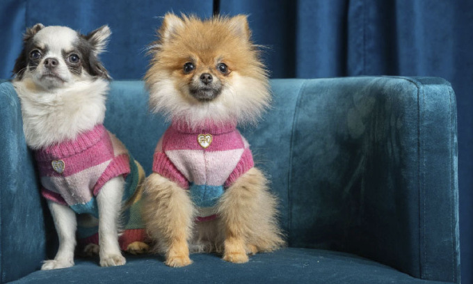 Scopri l’Eleganza con So Cute: la Pet Boutique per i tuoi Amici a Quattro Zampe