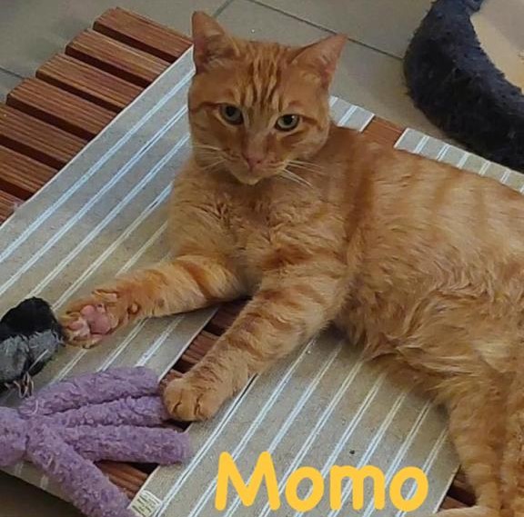 MOMO (1)