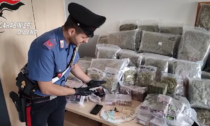 Undici arresti per traffico internazionale di droga