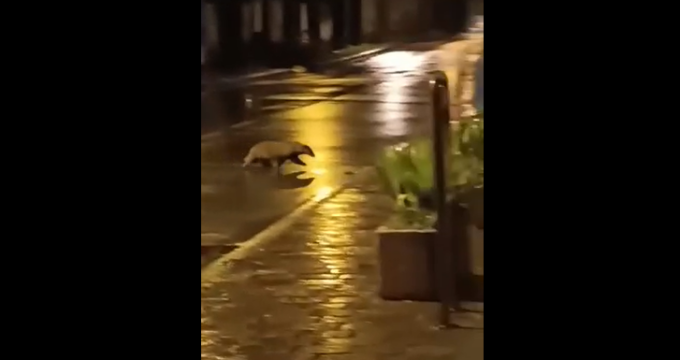 Il video del tasso che si aggira per le strade di Vimercate