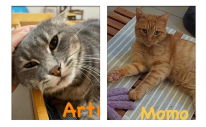 L’appello per Momo e Artù: l’associazione cerca un’adozione del cuore
