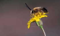 Un progetto per monitorare la biodiversità e gli insetti impollinatori
